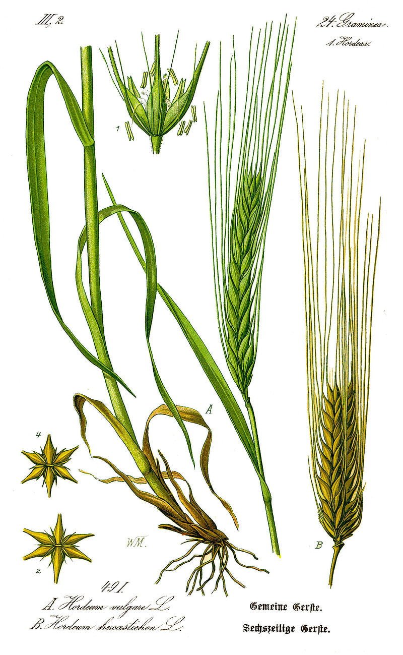 Botanical illustration of the barley plant