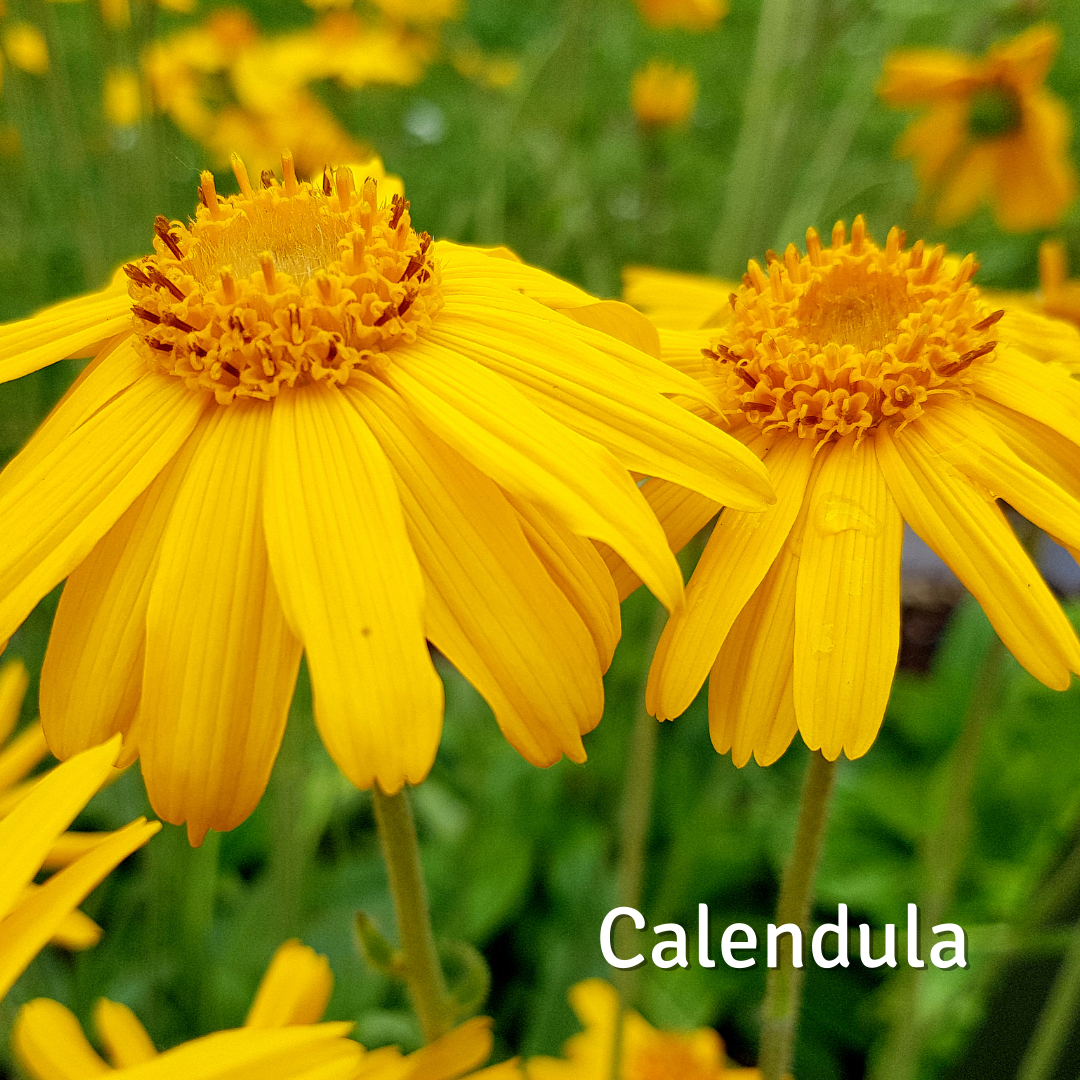 Calendula