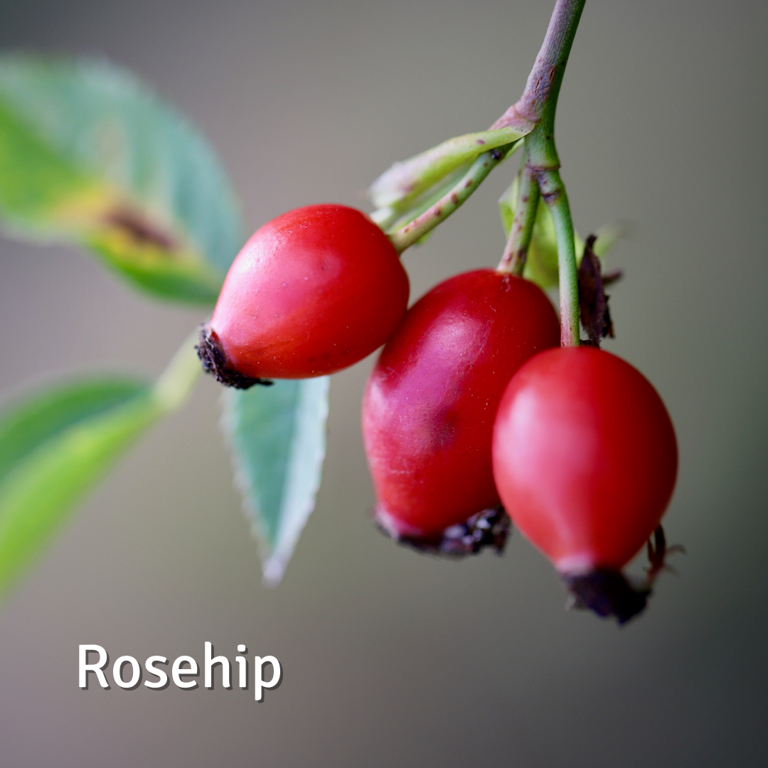 Rosehip